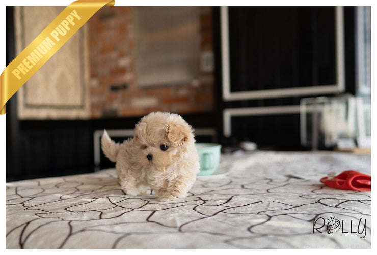 Rolly Teacup Puppies ETHAN - MALE (PURCHASED by GUILLERMO).