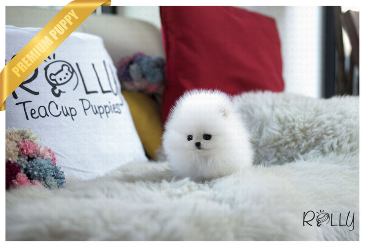 Rolly Teacup Puppies (Purchased by Inger) Elf - Pomeranian. M.