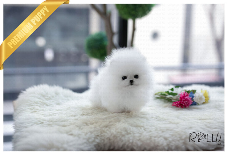Rolly Teacup Puppies (Purchased by Inger) Elf - Pomeranian. M.