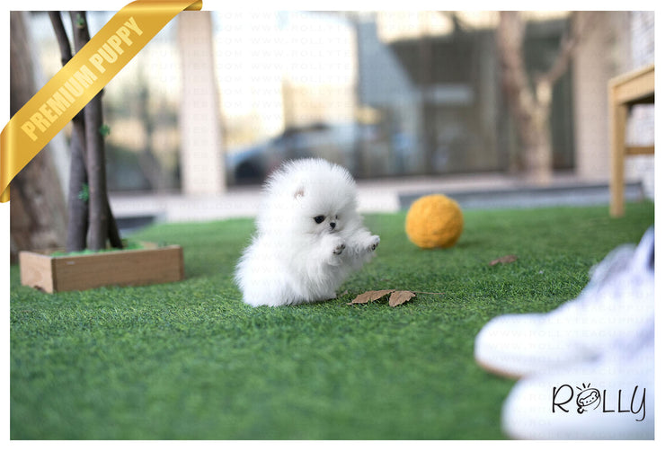 Rolly Teacup Puppies (Purchased by Inger) Elf - Pomeranian. M.