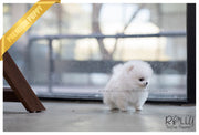 Rolly Teacup Puppies (SOLD to Zarabi) Elsa - Pomeranian. F.
