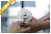 Rolly Teacup Puppies (SOLD to Zarabi) Elsa - Pomeranian. F.