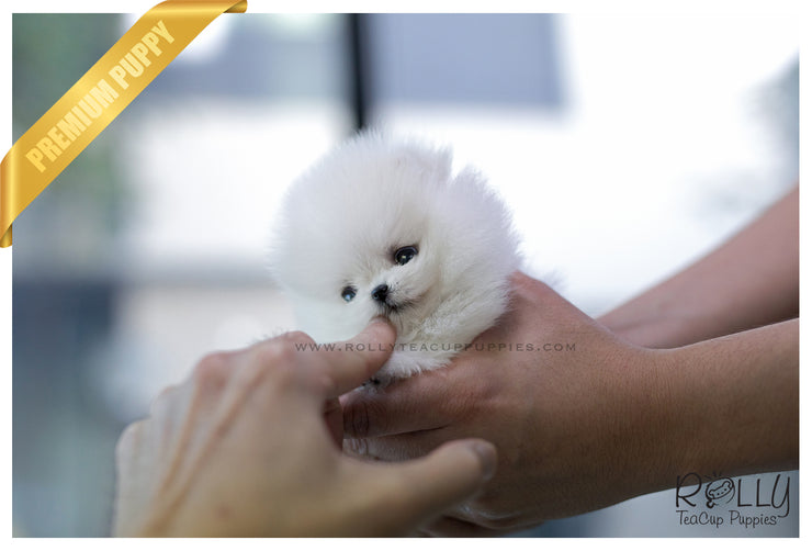 Rolly Teacup Puppies (SOLD to Zarabi) Elsa - Pomeranian. F.