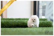 Rolly Teacup Puppies (SOLD to Zarabi) Elsa - Pomeranian. F.