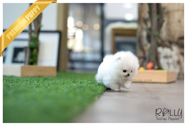 Rolly Teacup Puppies (SOLD to Zarabi) Elsa - Pomeranian. F.