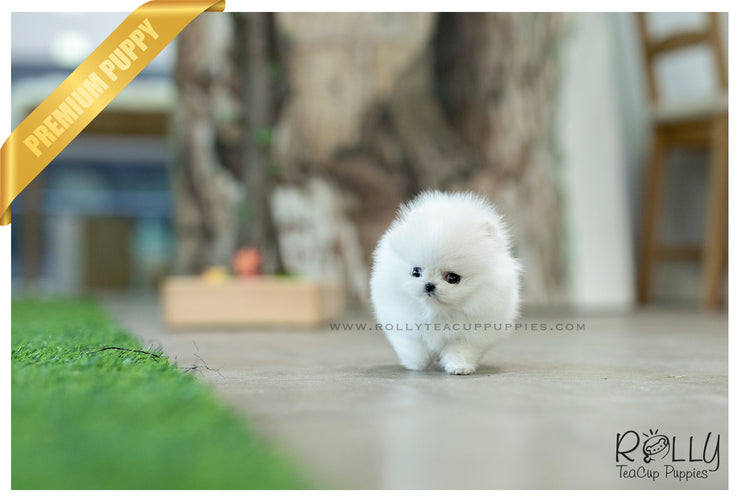 Rolly Teacup Puppies (SOLD to Zarabi) Elsa - Pomeranian. F.