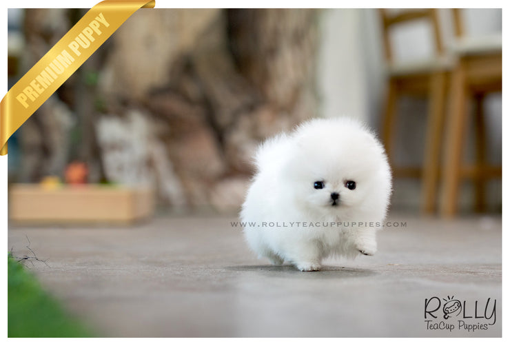 Rolly Teacup Puppies (SOLD to Zarabi) Elsa - Pomeranian. F.