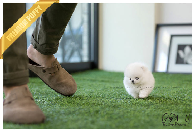 Rolly Teacup Puppies (SOLD to Zarabi) Elsa - Pomeranian. F.