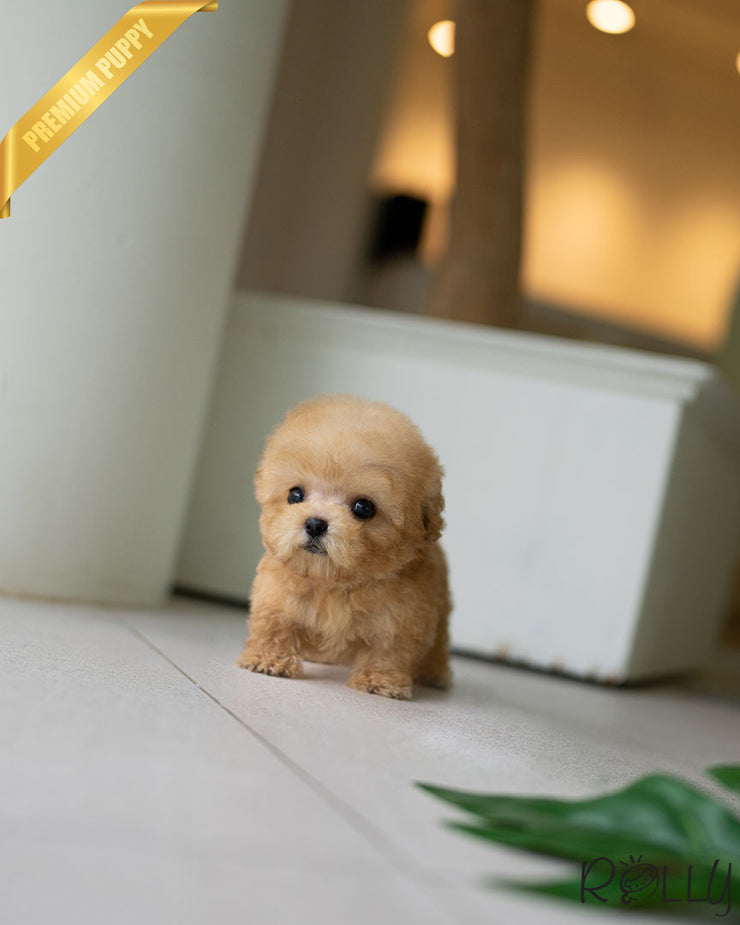 Rolly Teacup Puppies ERNIE - MALE (PURCHASED by STONE).