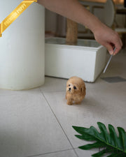 Rolly Teacup Puppies ERNIE - MALE (PURCHASED by STONE).
