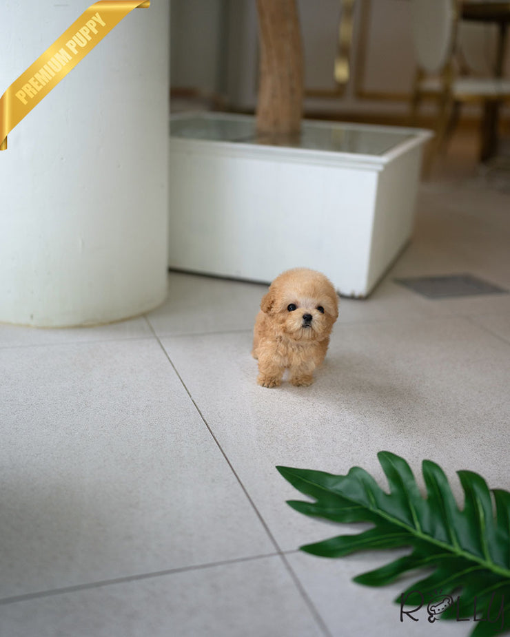 Rolly Teacup Puppies ERNIE - MALE (PURCHASED by STONE).
