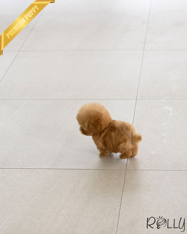 Rolly Teacup Puppies ERNIE - MALE (PURCHASED by STONE).