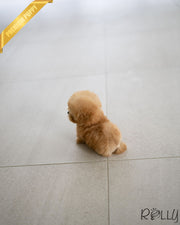 Rolly Teacup Puppies ERNIE - MALE (PURCHASED by STONE).