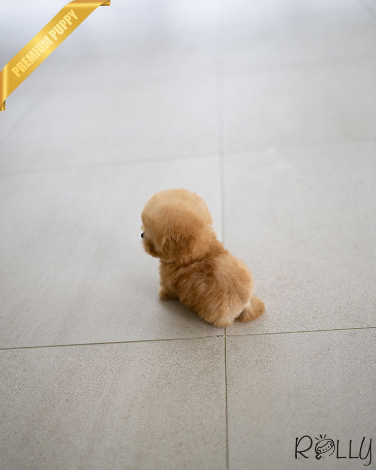 Rolly Teacup Puppies ERNIE - MALE (PURCHASED by STONE).