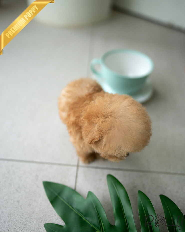 Rolly Teacup Puppies ERNIE - MALE (PURCHASED by STONE).