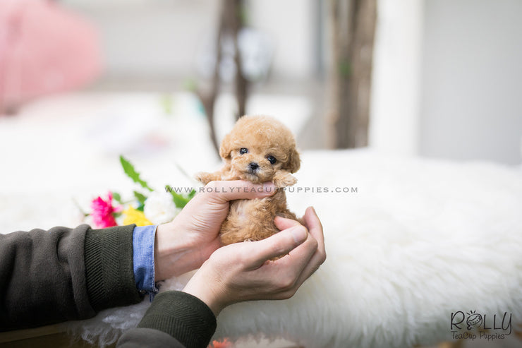 Rolly Teacup Puppies (SOLD to Fernandaz) Eve - Poodle. F.