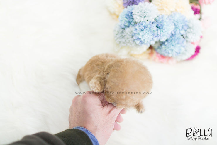 Rolly Teacup Puppies (SOLD to Fernandaz) Eve - Poodle. F.