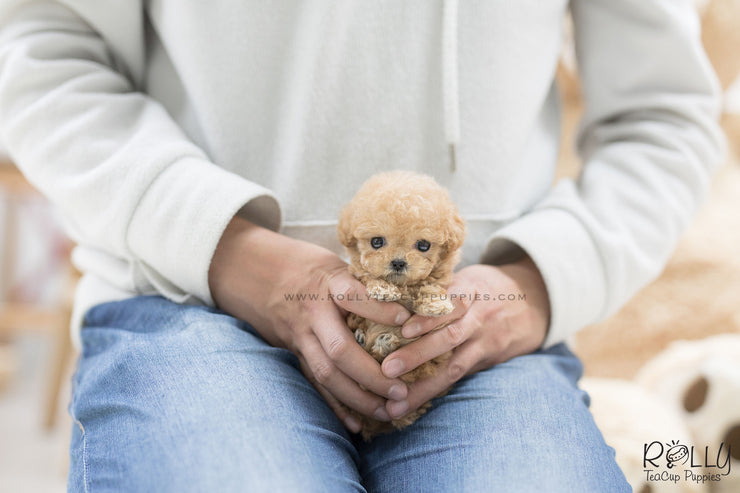 Rolly Teacup Puppies (SOLD to Fernandaz) Eve - Poodle. F.