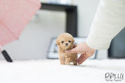 Rolly Teacup Puppies (SOLD to Fernandaz) Eve - Poodle. F.