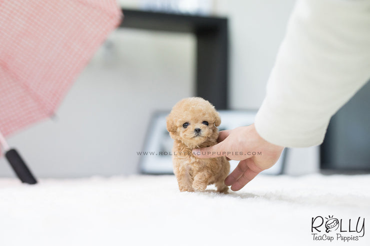 Rolly Teacup Puppies (SOLD to Fernandaz) Eve - Poodle. F.