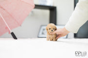 Rolly Teacup Puppies (SOLD to Fernandaz) Eve - Poodle. F.