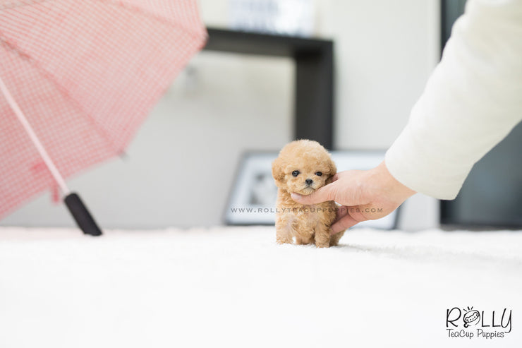 Rolly Teacup Puppies (SOLD to Fernandaz) Eve - Poodle. F.