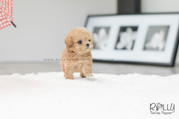 Rolly Teacup Puppies (SOLD to Fernandaz) Eve - Poodle. F.