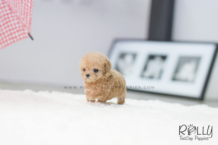 Rolly Teacup Puppies (SOLD to Fernandaz) Eve - Poodle. F.