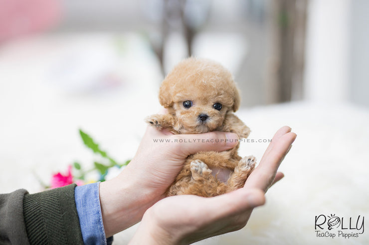 Rolly Teacup Puppies (SOLD to Fernandaz) Eve - Poodle. F.