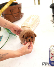 Rolly Teacup Puppies FELIX - MALE (PURCHASED by SALMASI).