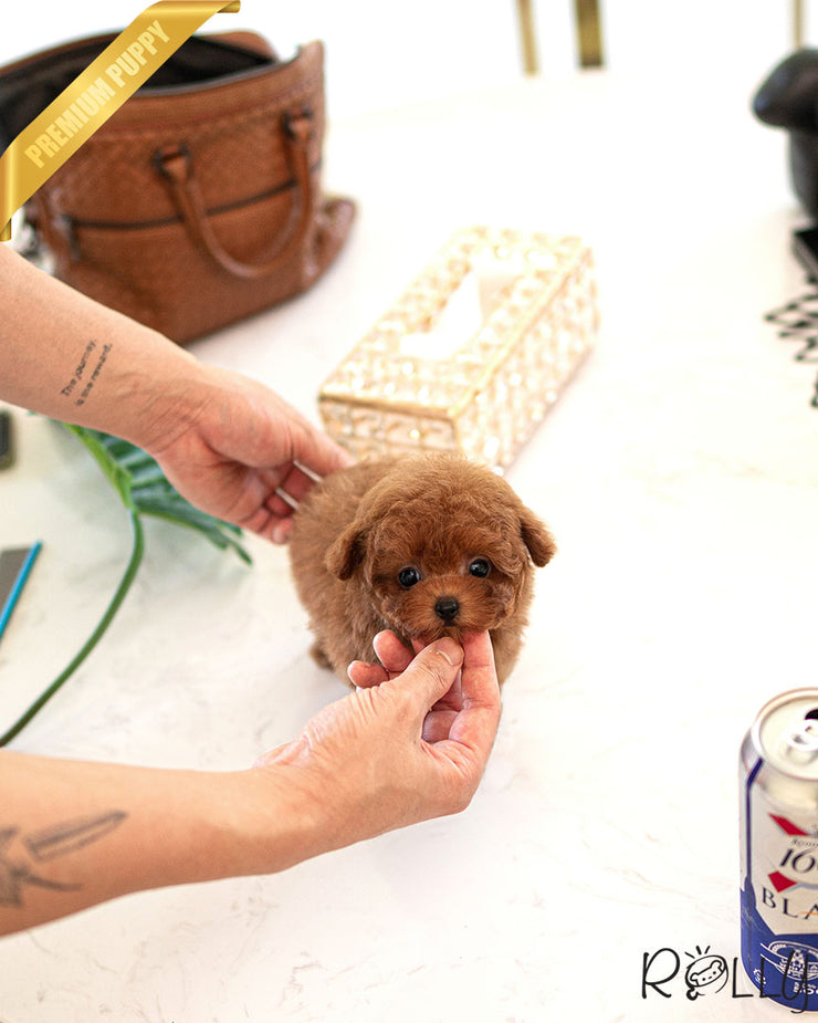 Rolly Teacup Puppies FELIX - MALE (PURCHASED by SALMASI).