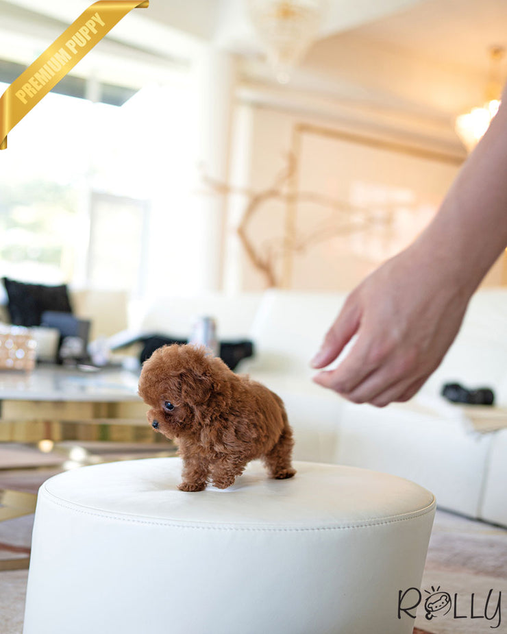 Rolly Teacup Puppies FELIX - MALE (PURCHASED by SALMASI).