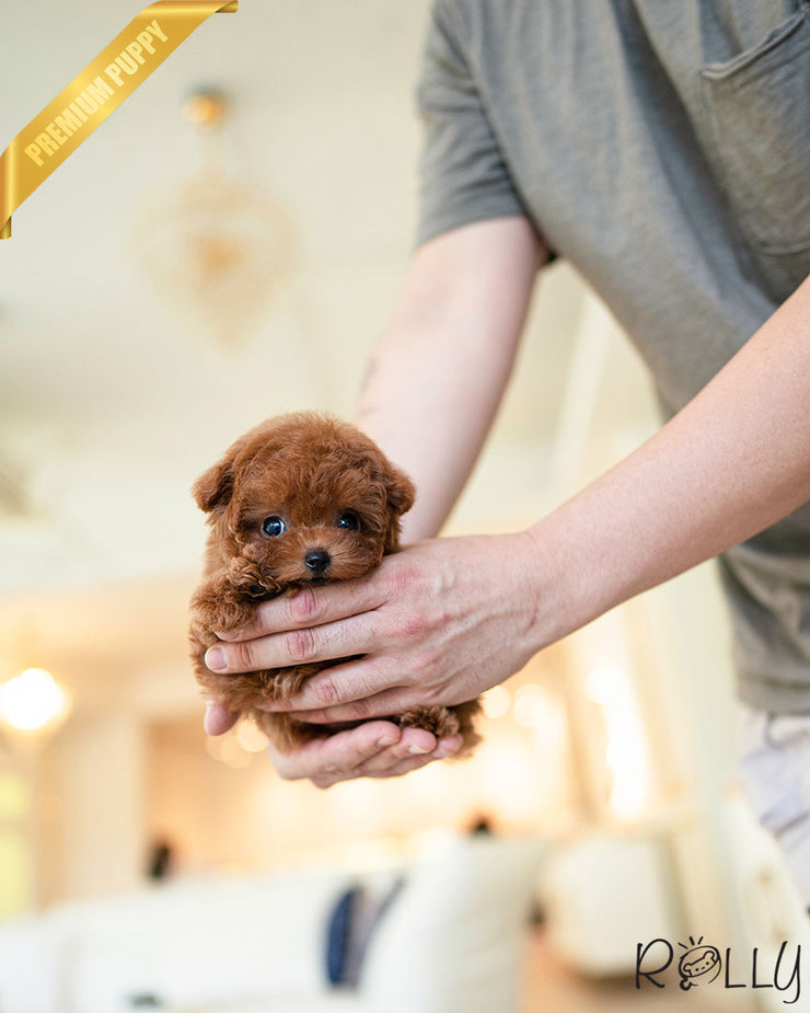 Rolly Teacup Puppies FELIX - MALE (PURCHASED by SALMASI).