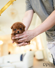 Rolly Teacup Puppies FELIX - MALE (PURCHASED by SALMASI).