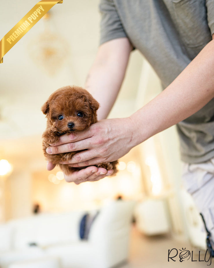 Rolly Teacup Puppies FELIX - MALE (PURCHASED by SALMASI).
