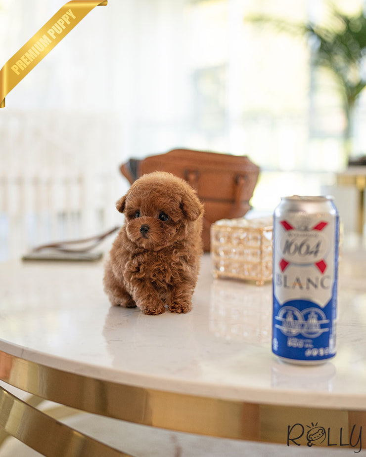 Rolly Teacup Puppies FELIX - MALE (PURCHASED by SALMASI).