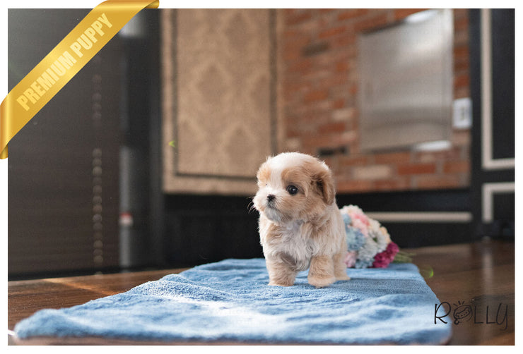 Rolly Teacup Puppies FINN - MALE (PURCHASED by Darowski).