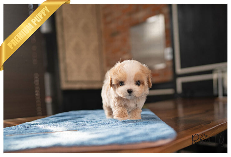 Rolly Teacup Puppies FINN - MALE (PURCHASED by Darowski).