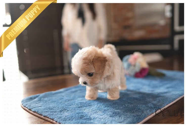 Rolly Teacup Puppies FINN - MALE (PURCHASED by Darowski).