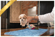 Rolly Teacup Puppies FINN - MALE (PURCHASED by Darowski).