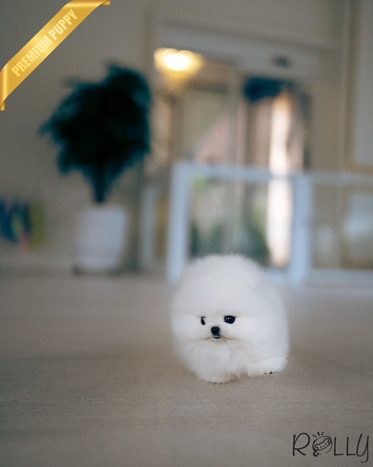 FLUFFY - FEMALE (PURCHASED by ALEGRIA)