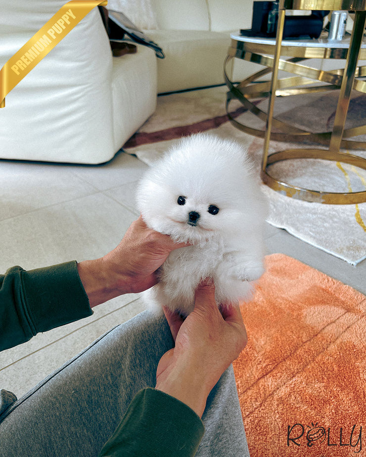 FLUFFY - FEMALE (PURCHASED by ALEGRIA)