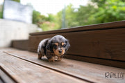 Rolly Teacup Puppies FRANKIE - MALE (PURCHASED by LEXINGTON).