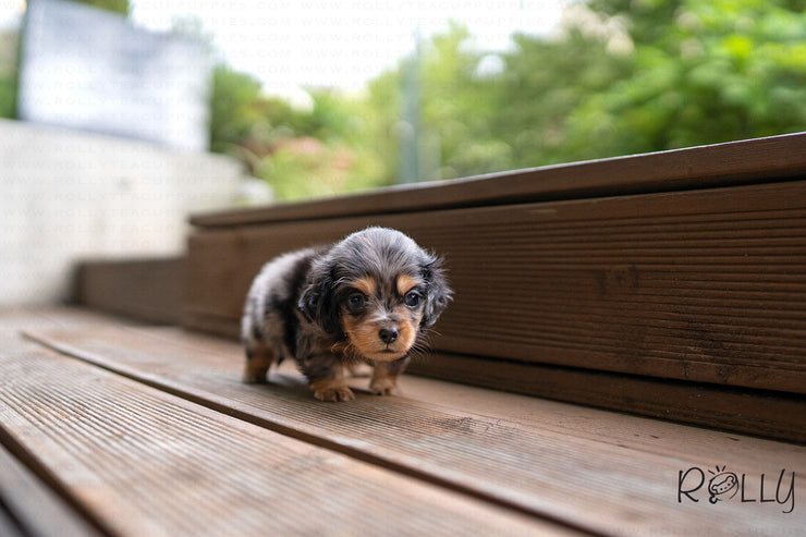 Rolly Teacup Puppies FRANKIE - MALE (PURCHASED by LEXINGTON).