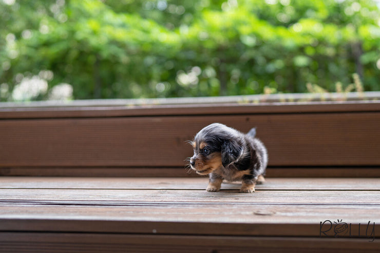 Rolly Teacup Puppies FRANKIE - MALE (PURCHASED by LEXINGTON).