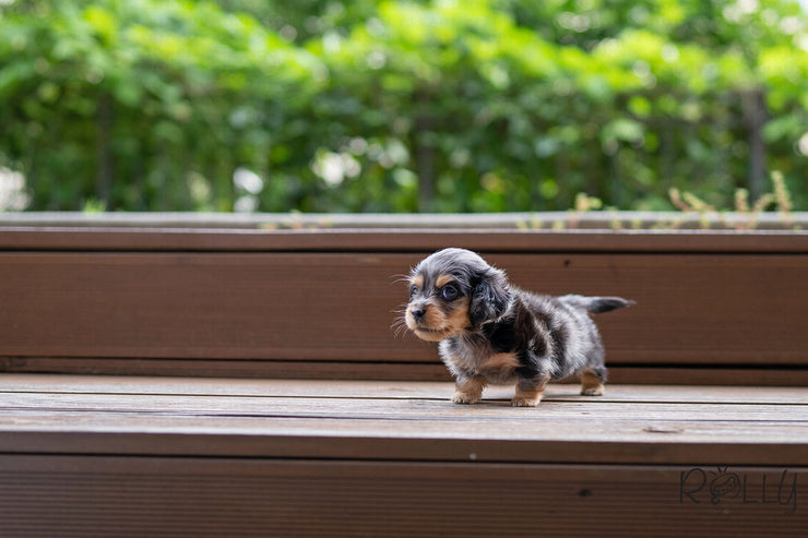 Rolly Teacup Puppies FRANKIE - MALE (PURCHASED by LEXINGTON).