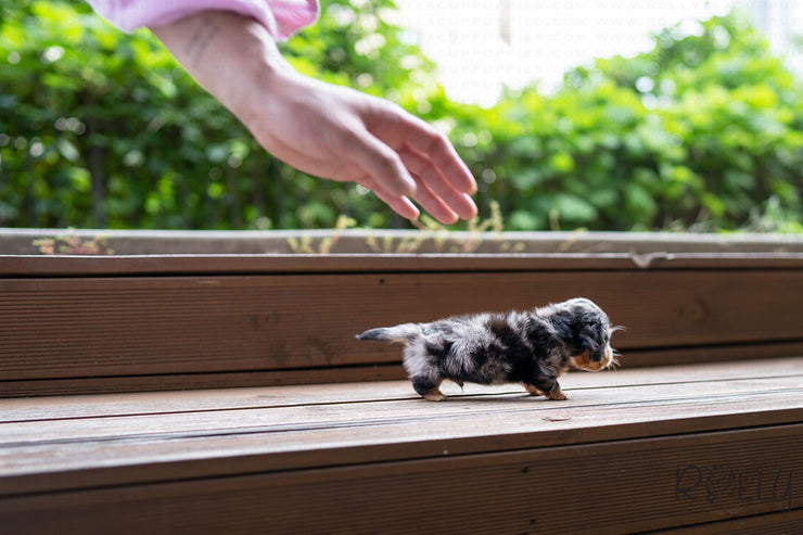 Rolly Teacup Puppies FRANKIE - MALE (PURCHASED by LEXINGTON).