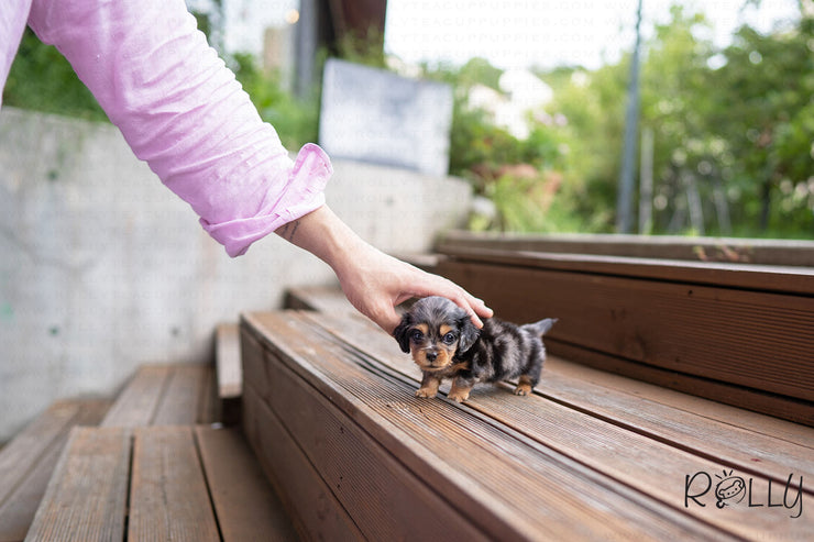 Rolly Teacup Puppies FRANKIE - MALE (PURCHASED by LEXINGTON).