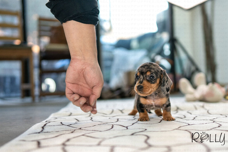 Rolly Teacup Puppies (PURCHASED by Dixon) FRANKIE - Dachshund. M.