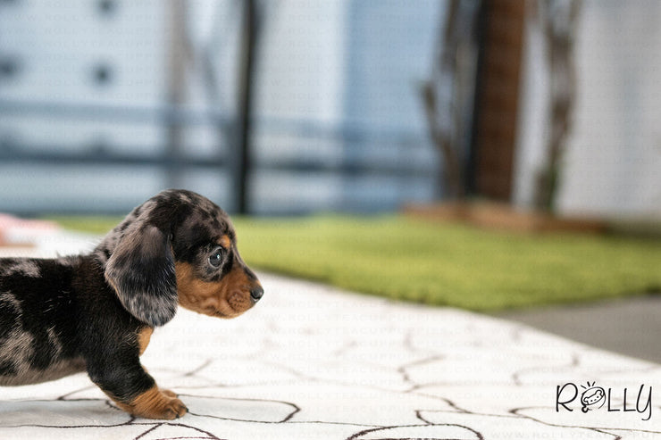 Rolly Teacup Puppies (PURCHASED by Dixon) FRANKIE - Dachshund. M.